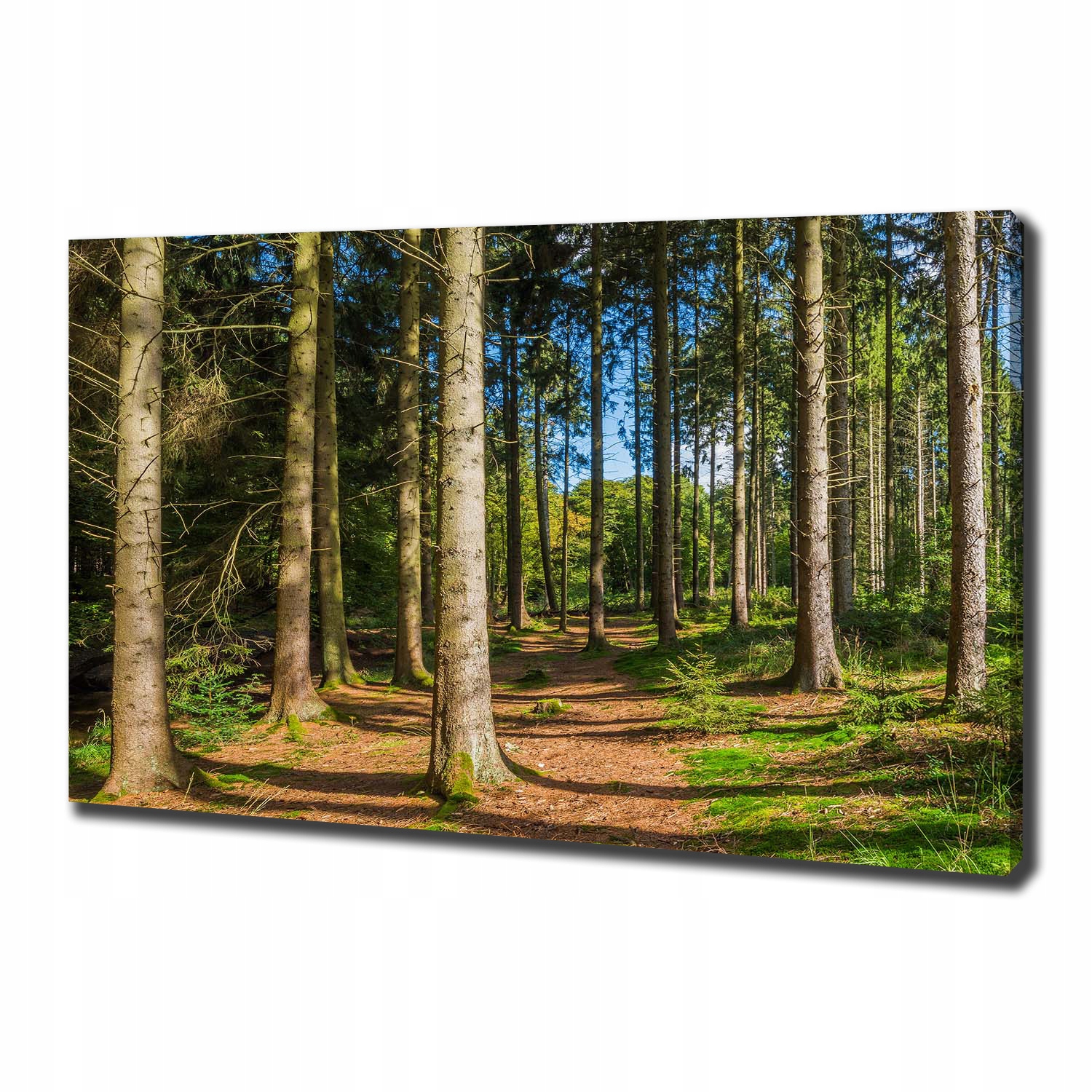 

Foto obraz na płótnie Panorama lasu 100x70 cm