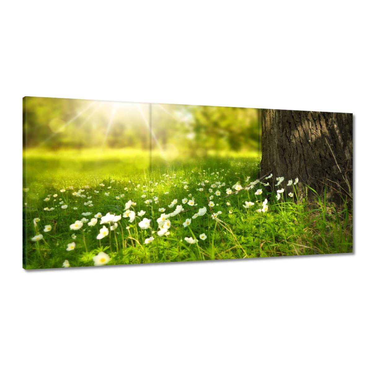 Obrazy 180x90 Lúče na lúke