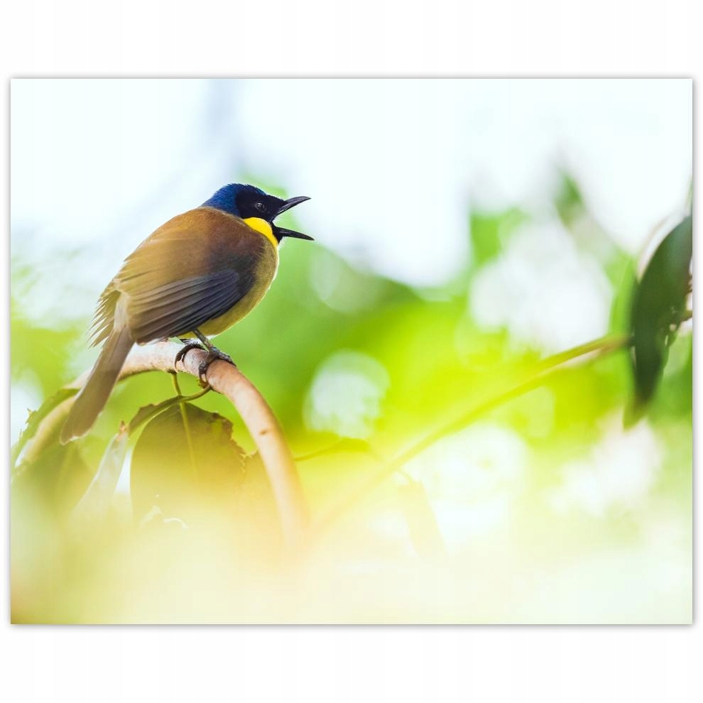 

Plakat 50x40 Ptaki Ptaszki Ptactwo