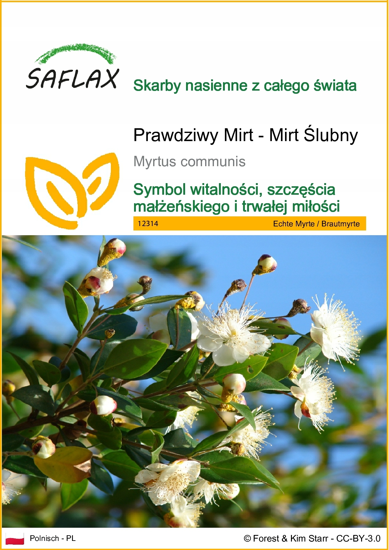 SAFLAX - Prawdziwy mirt - 30 Nasiona - Myrtus