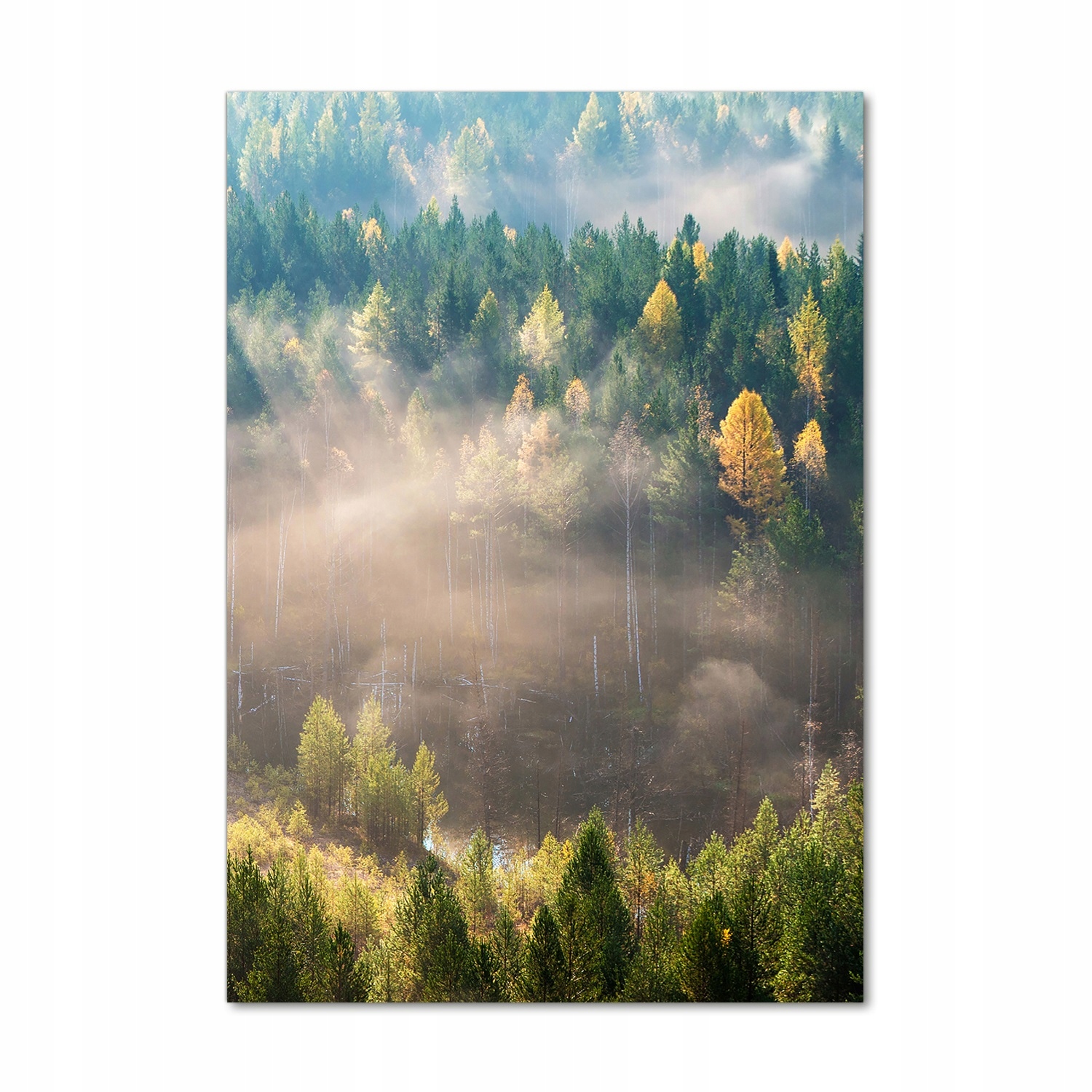

Foto obraz akryl do salonu Mgła nad lasem 70x100cm