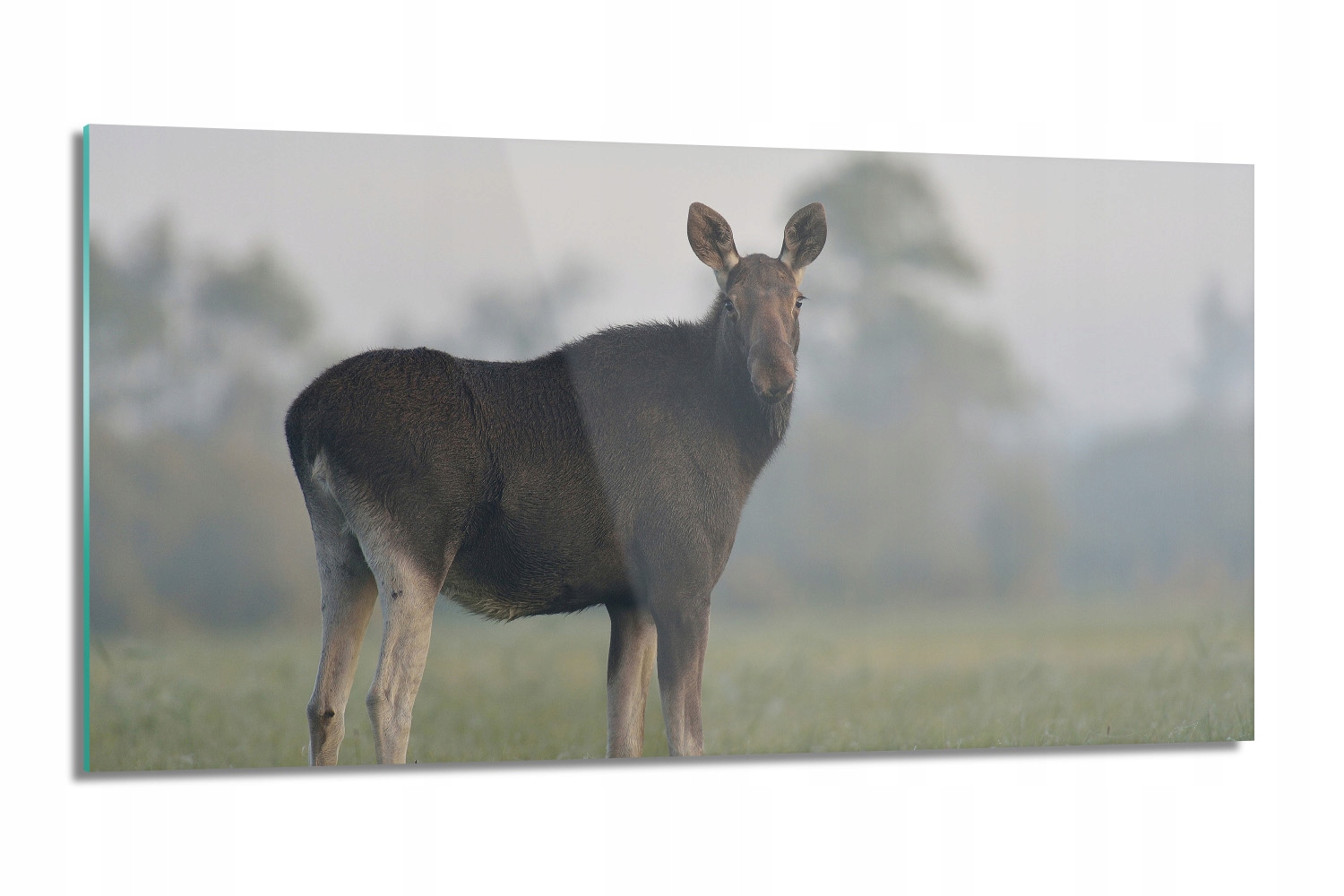 kuchynský panel zo skla Los tráva 100x50 s fotografiou