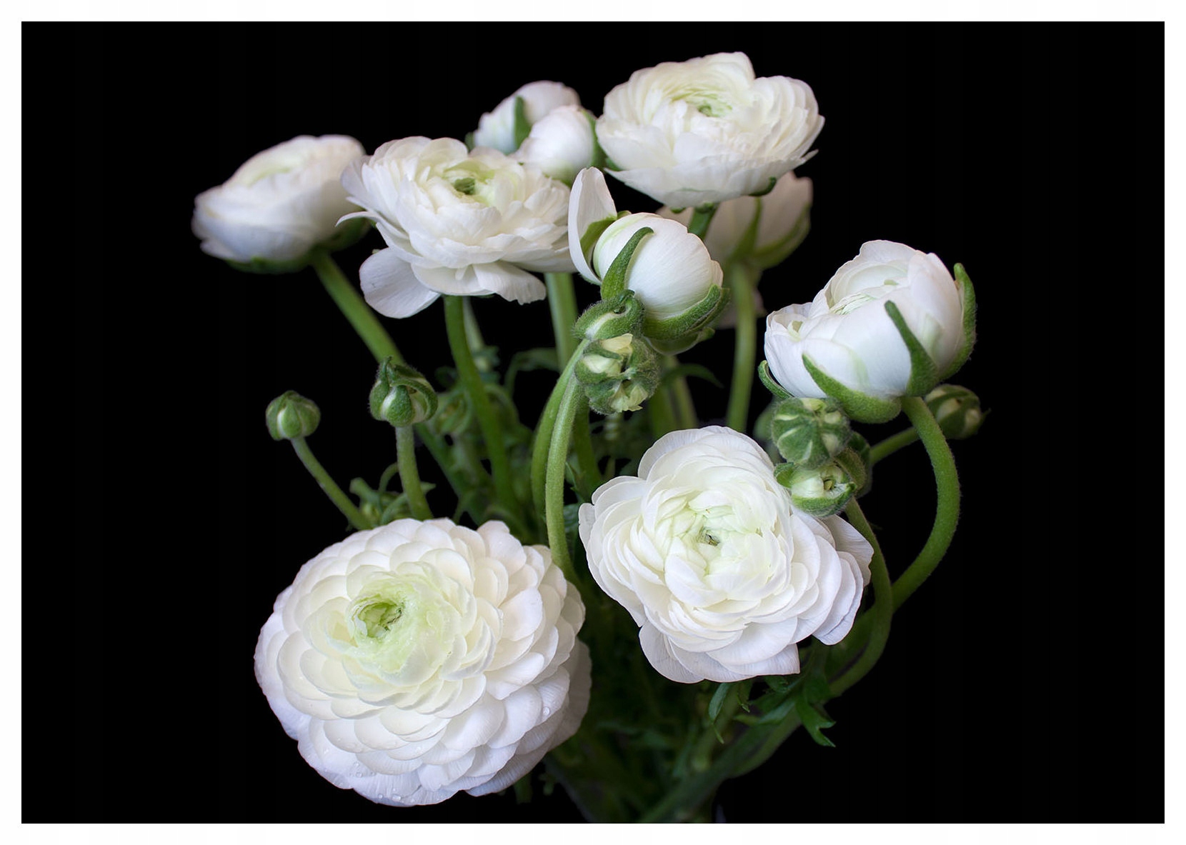 Fototapeta Biele Ranunculusy na čiernom pozadí, elegancia 312x219 lepidlo