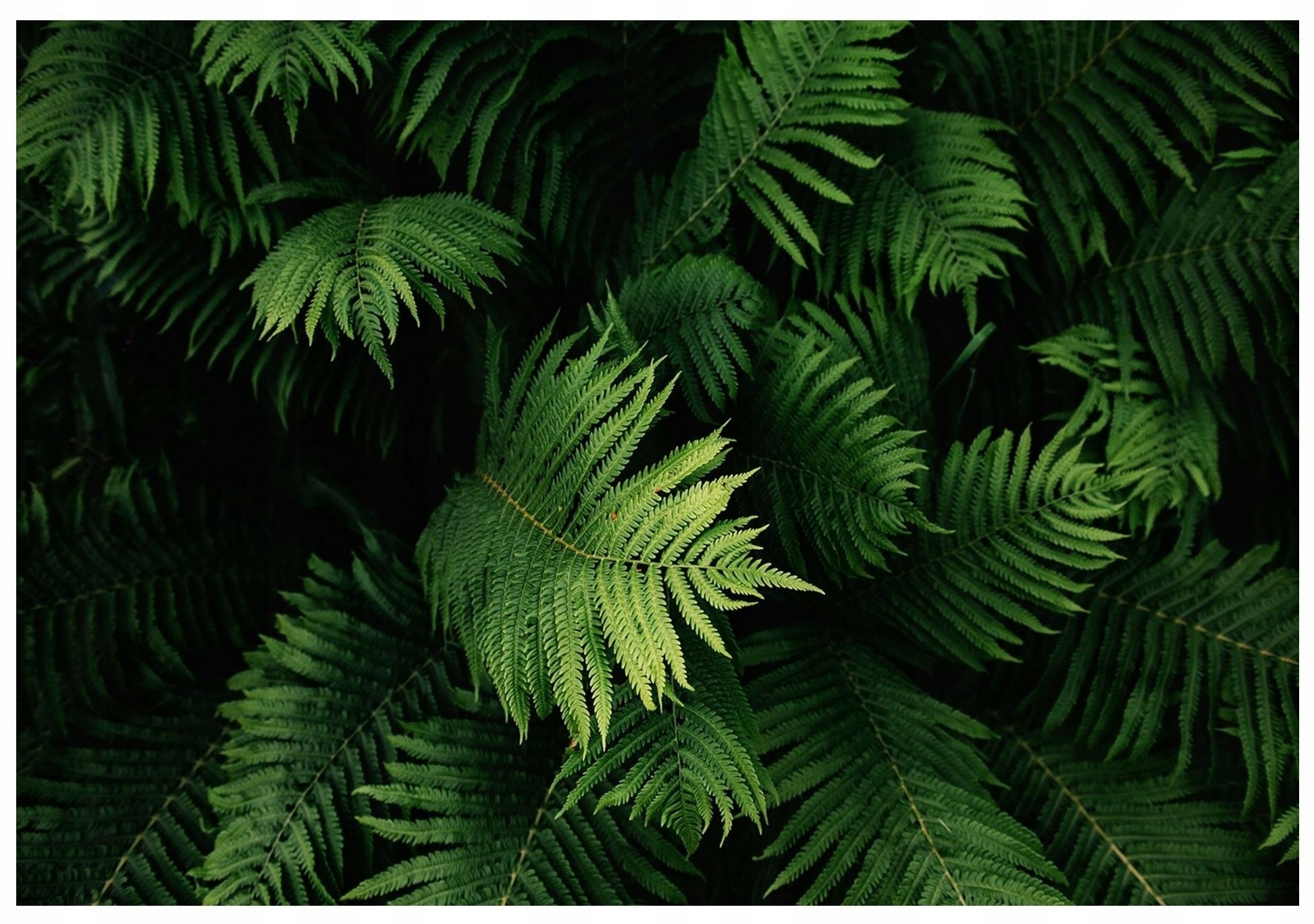 

Fototapeta Zielone Liście Paproci Rośliny 254x184