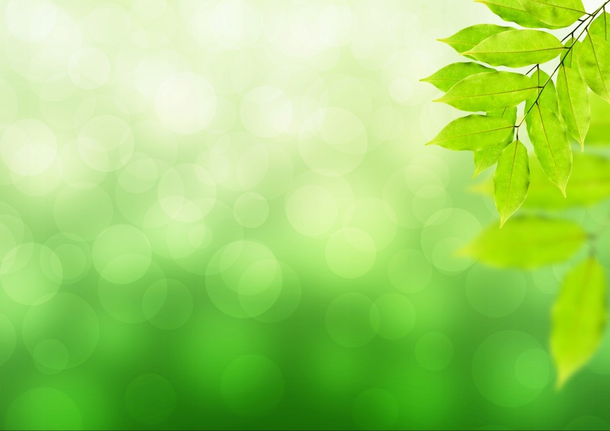 

Tapeta flizelinowa Gałąź Zielony - 312x219