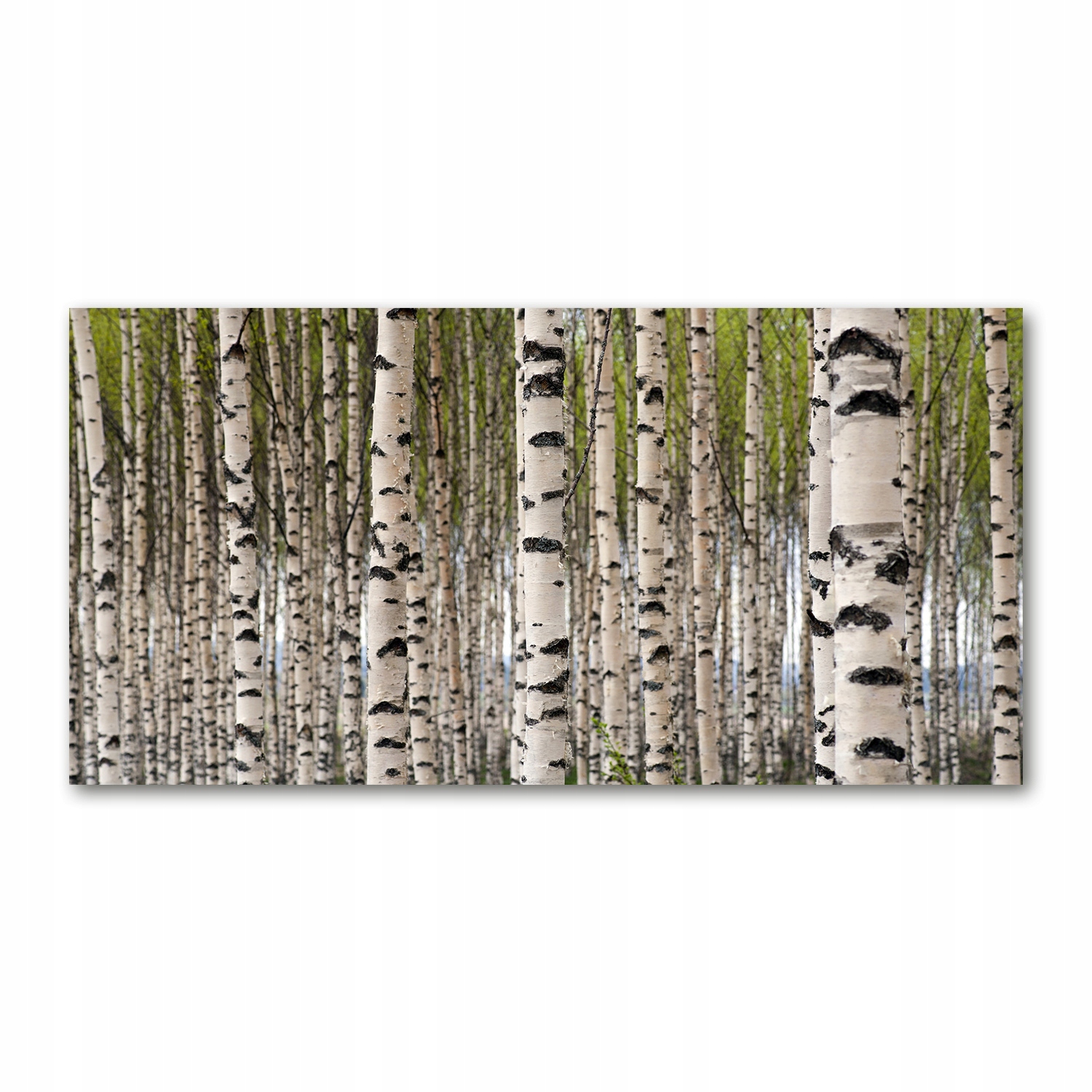 

Foto-obraz akrylowy Brzozowy las zdjęcie 140x70 cm