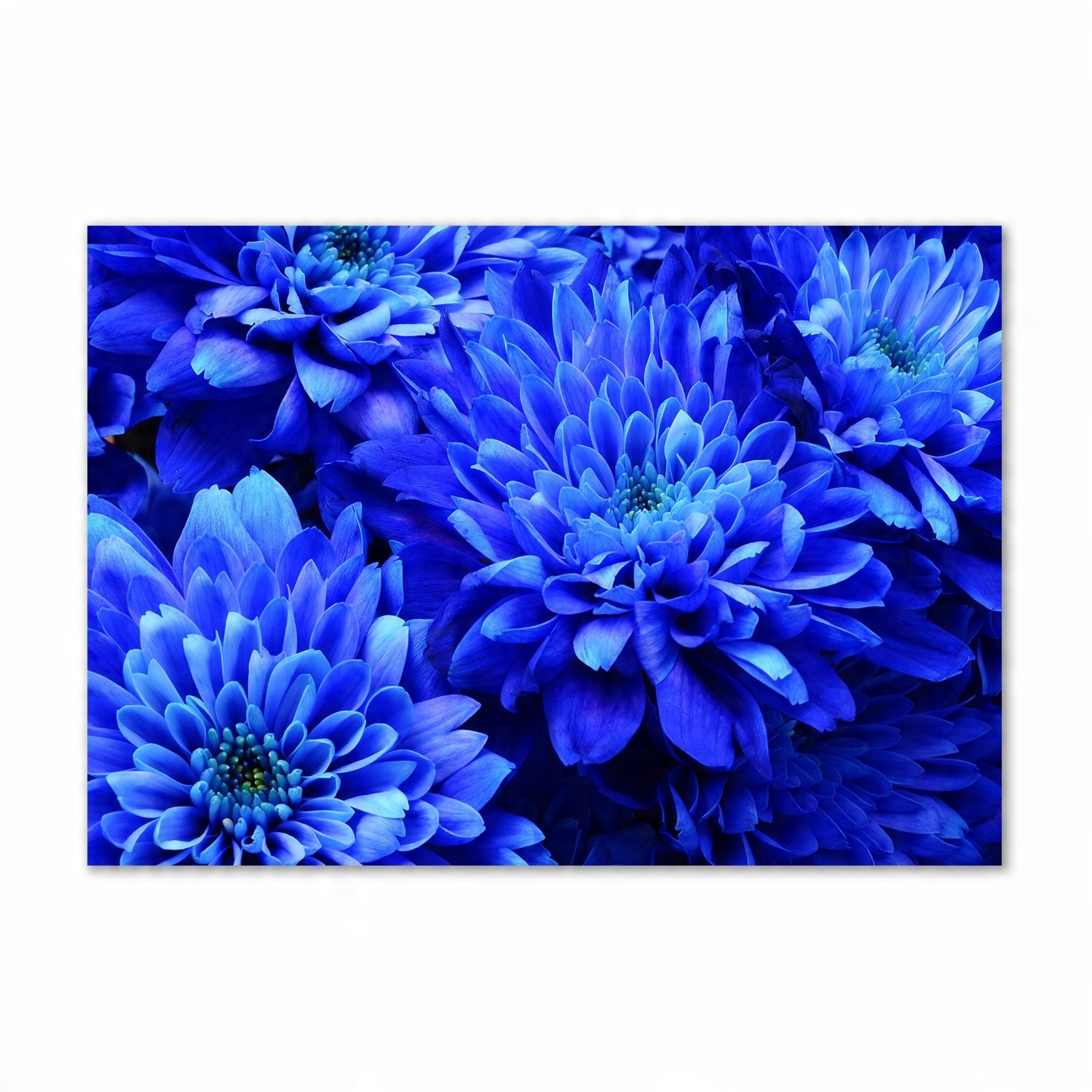 

Fotoobraz na ścianę szklany Niebieski aster 100x70