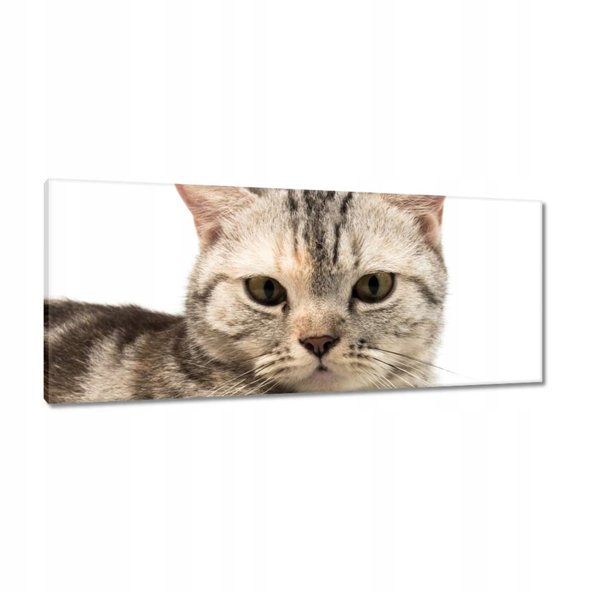 Obrazy 100x40 Kočka Kočky Kicia