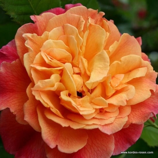 Róża pnąca ALOHA - Doniczka 2L