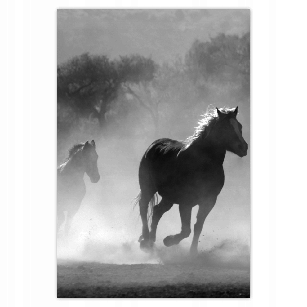 

Plakaty 62x93 Galopujące konie