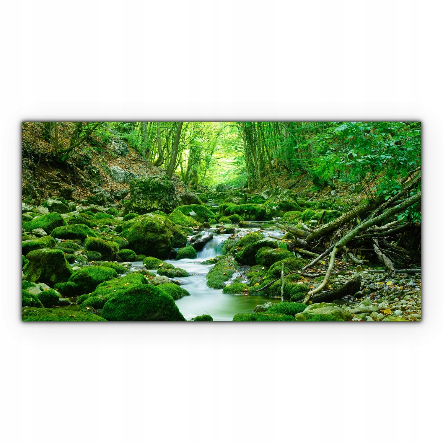 

Obraz Canvas dekoracja 140x70 Tropiki Las Drzewa