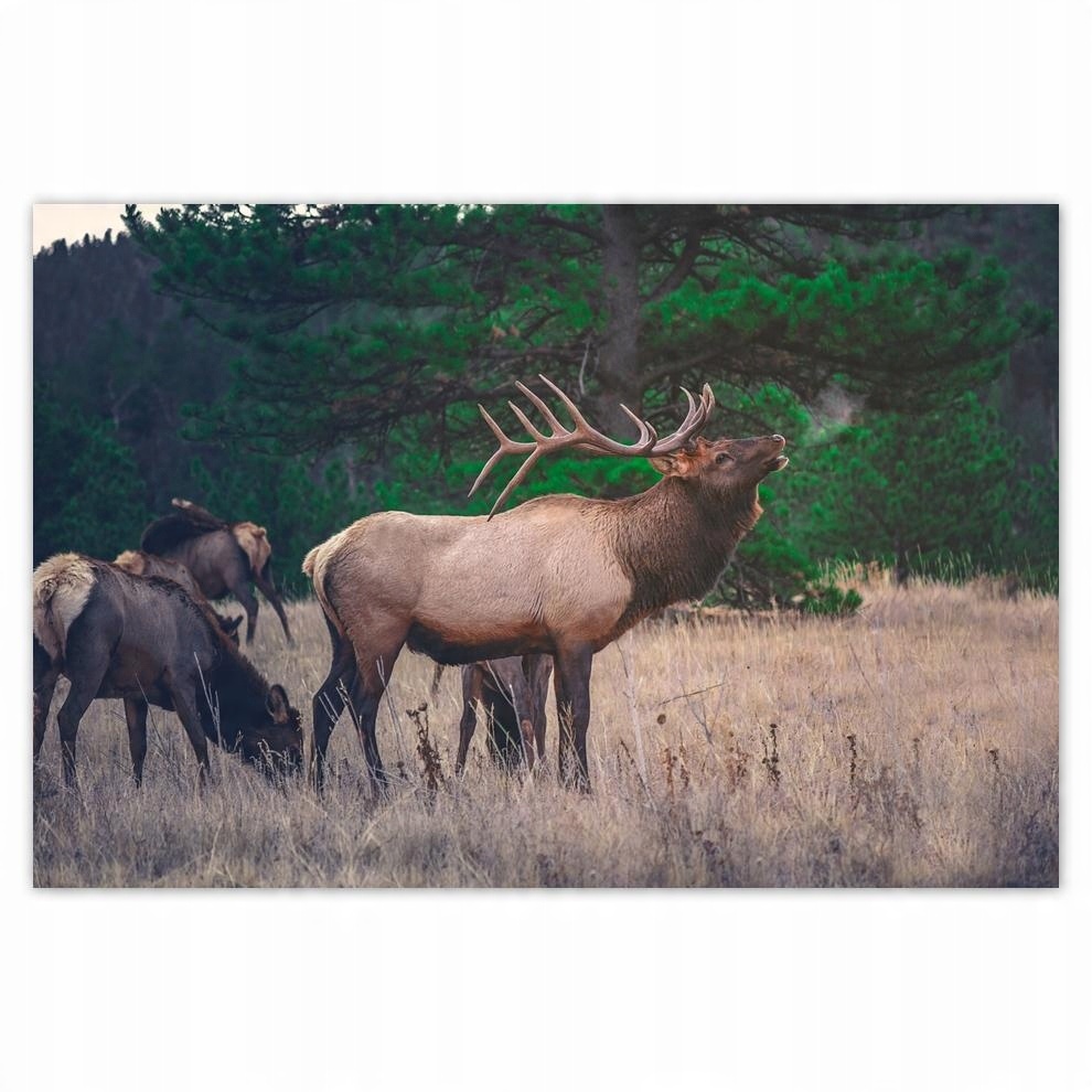 

Plakat 93x62 Jeleń Jelenie Las Pejzaż