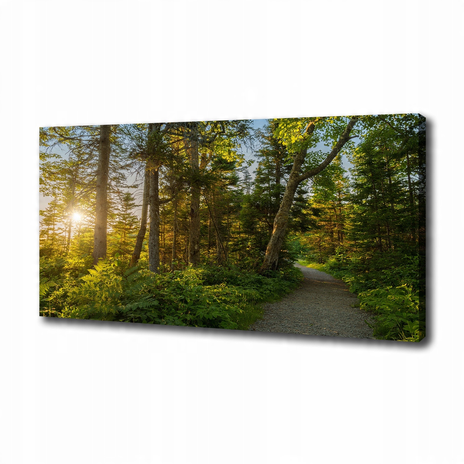 

Nowoczesny obraz na płótnie zdjęcie Las 100x50 cm
