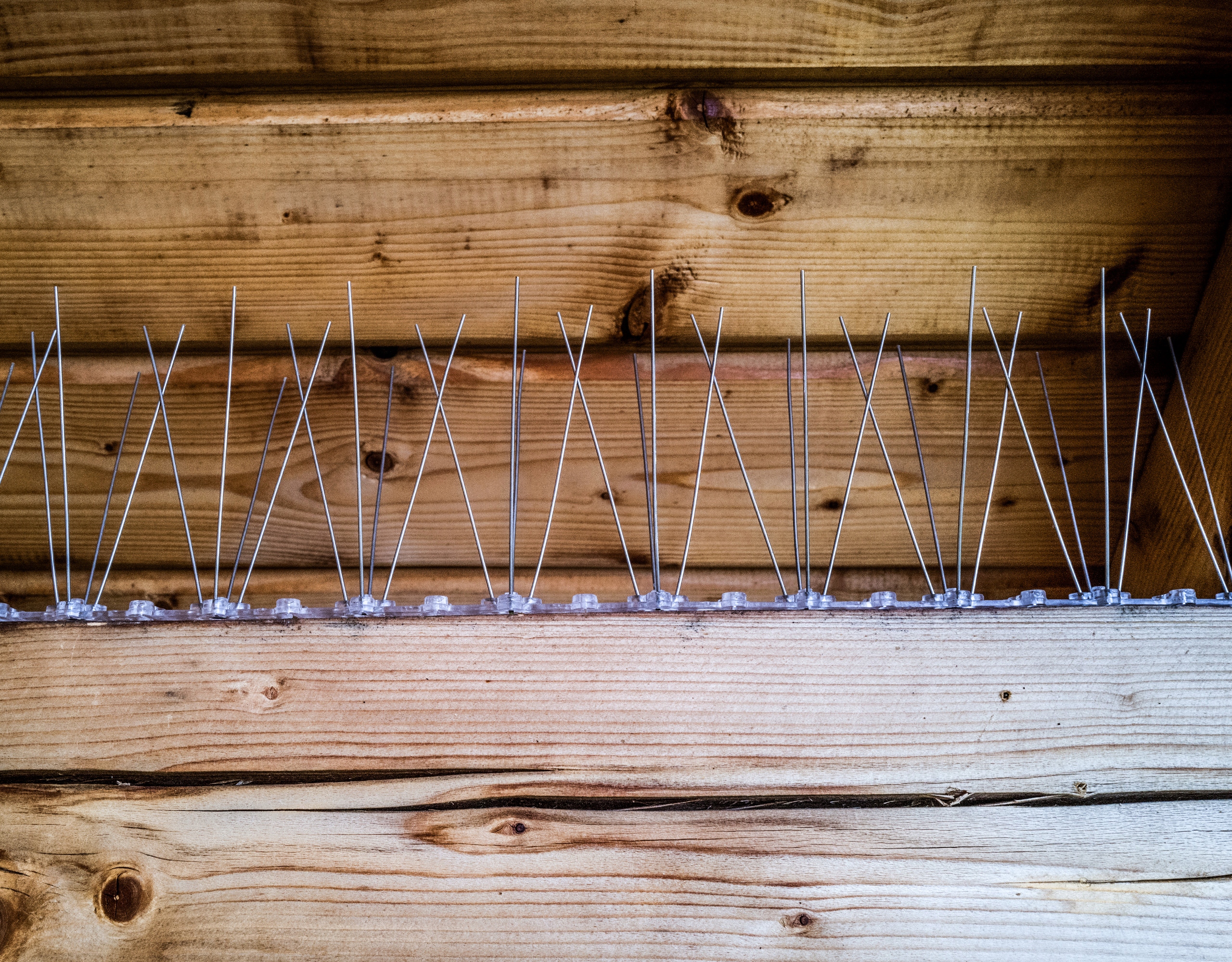 NIERDZEWNE KOLCE NA PTAKI GOŁĘBIE OD PRODUCENTA Rodzaj kolce