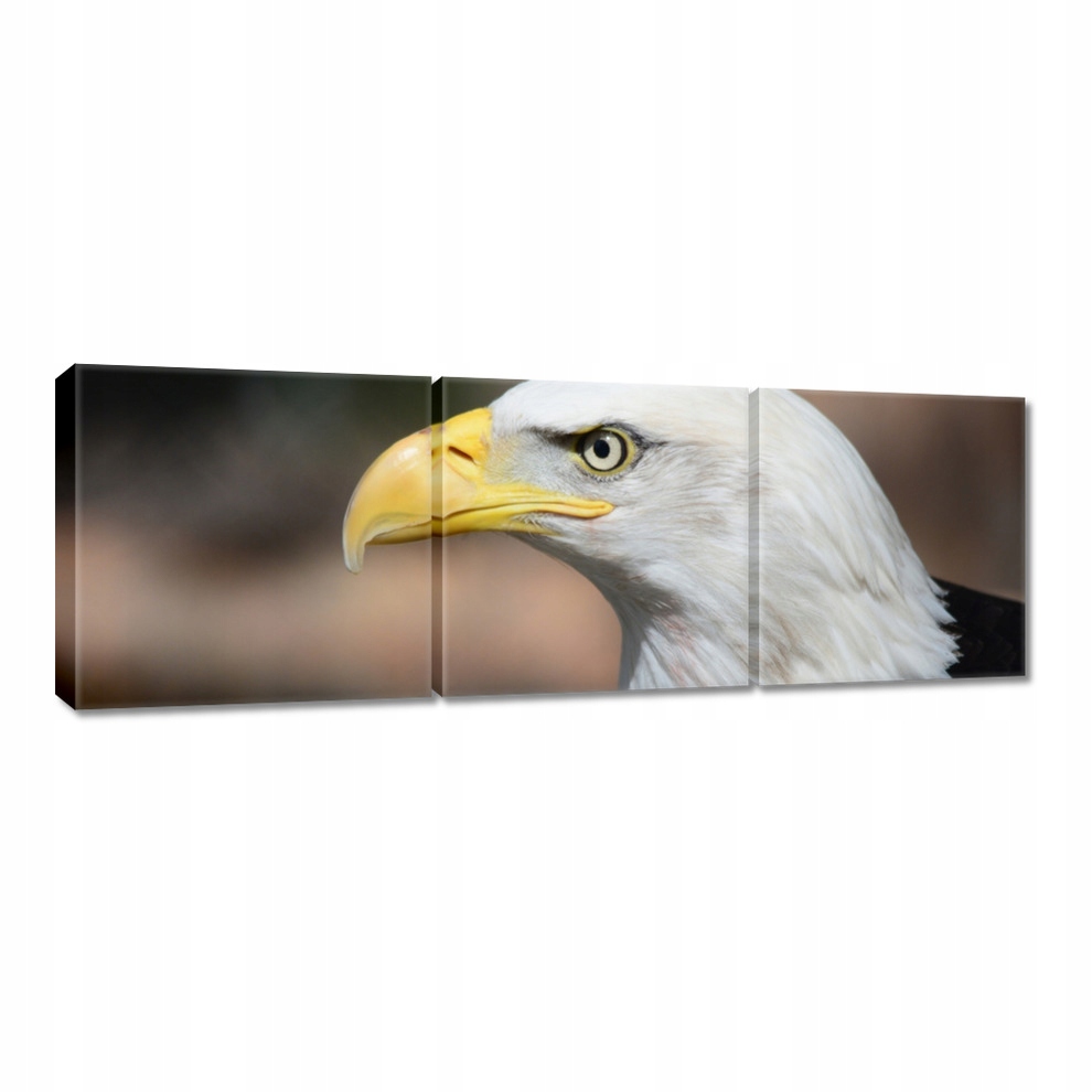 

Obrazy 60x20 Głowa orła