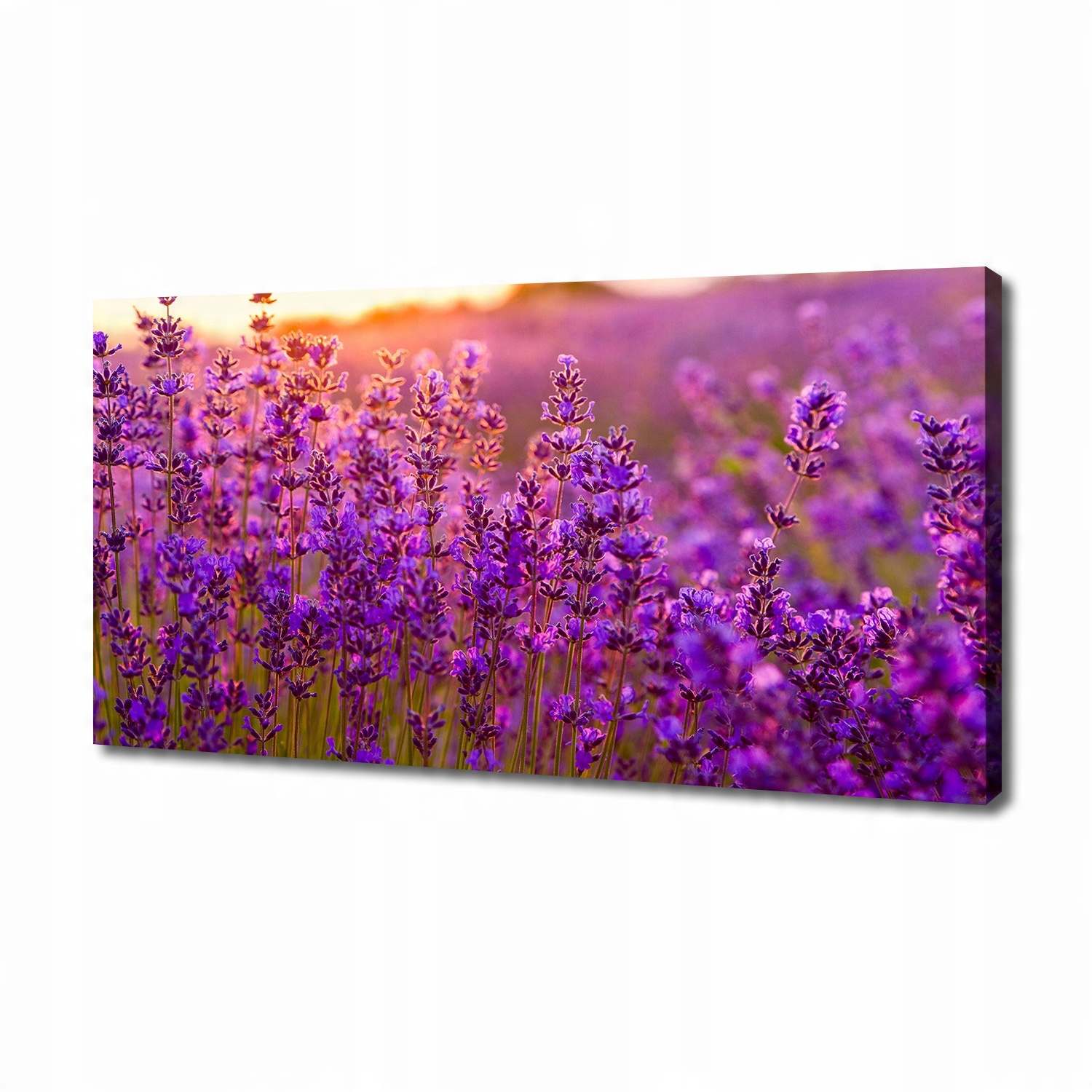 

Foto obraz duży na płótnie Pole lawendy 140x70 cm