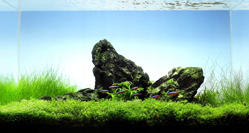 Eleocharis parvula - TROPICA (koszyk)
