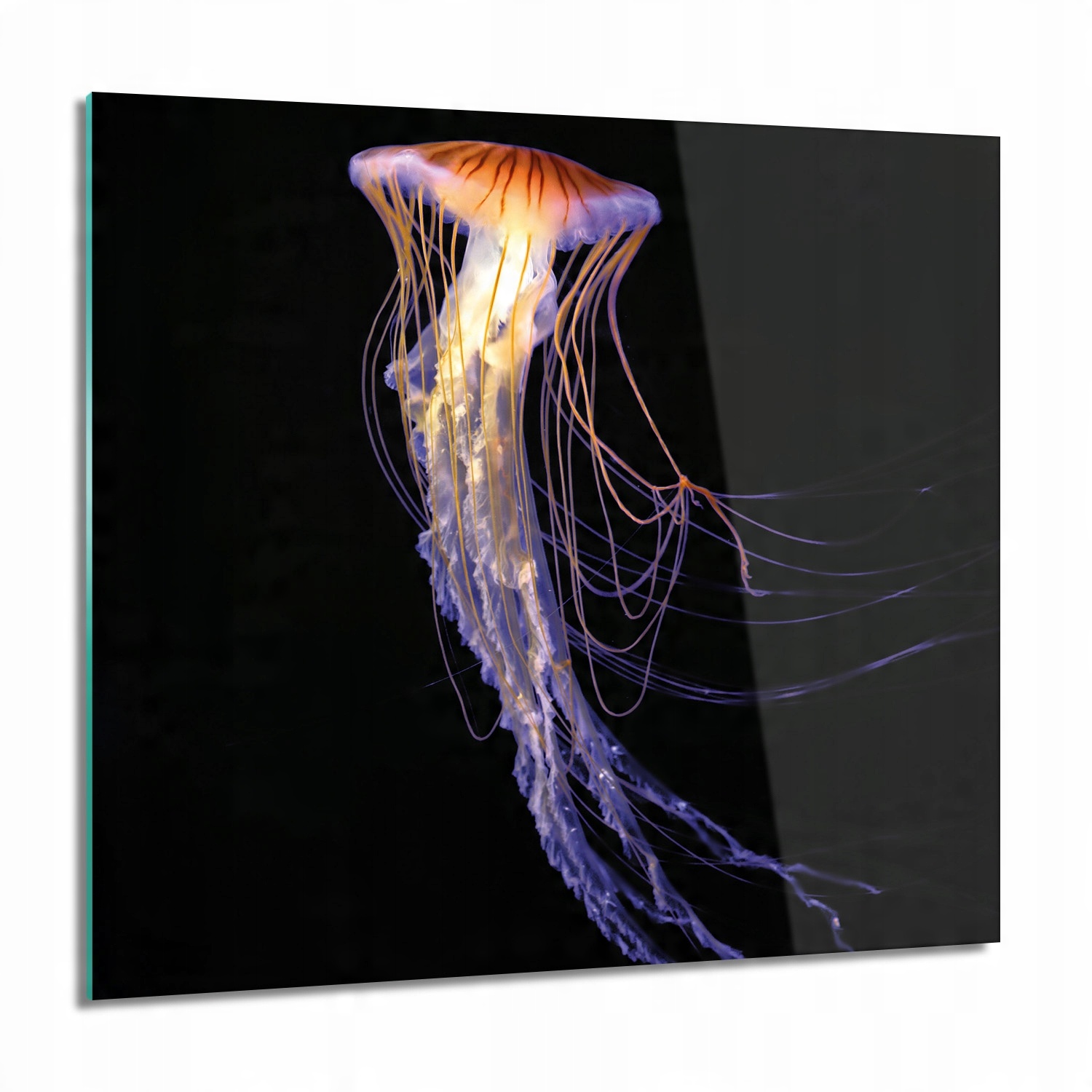 

Meduza foto-obraz Foto na szkle 60x60 do łazienki