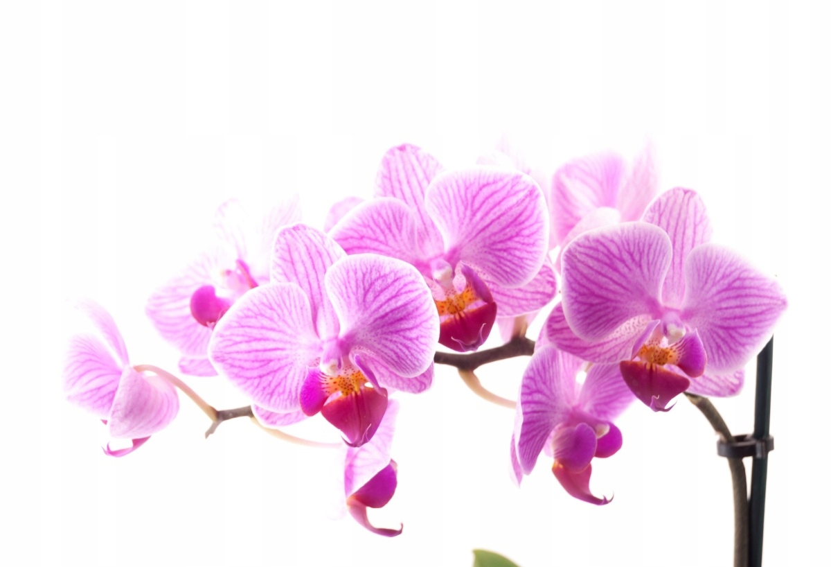 

Tapeta flizelinowa Różowa orchidea - 104x70