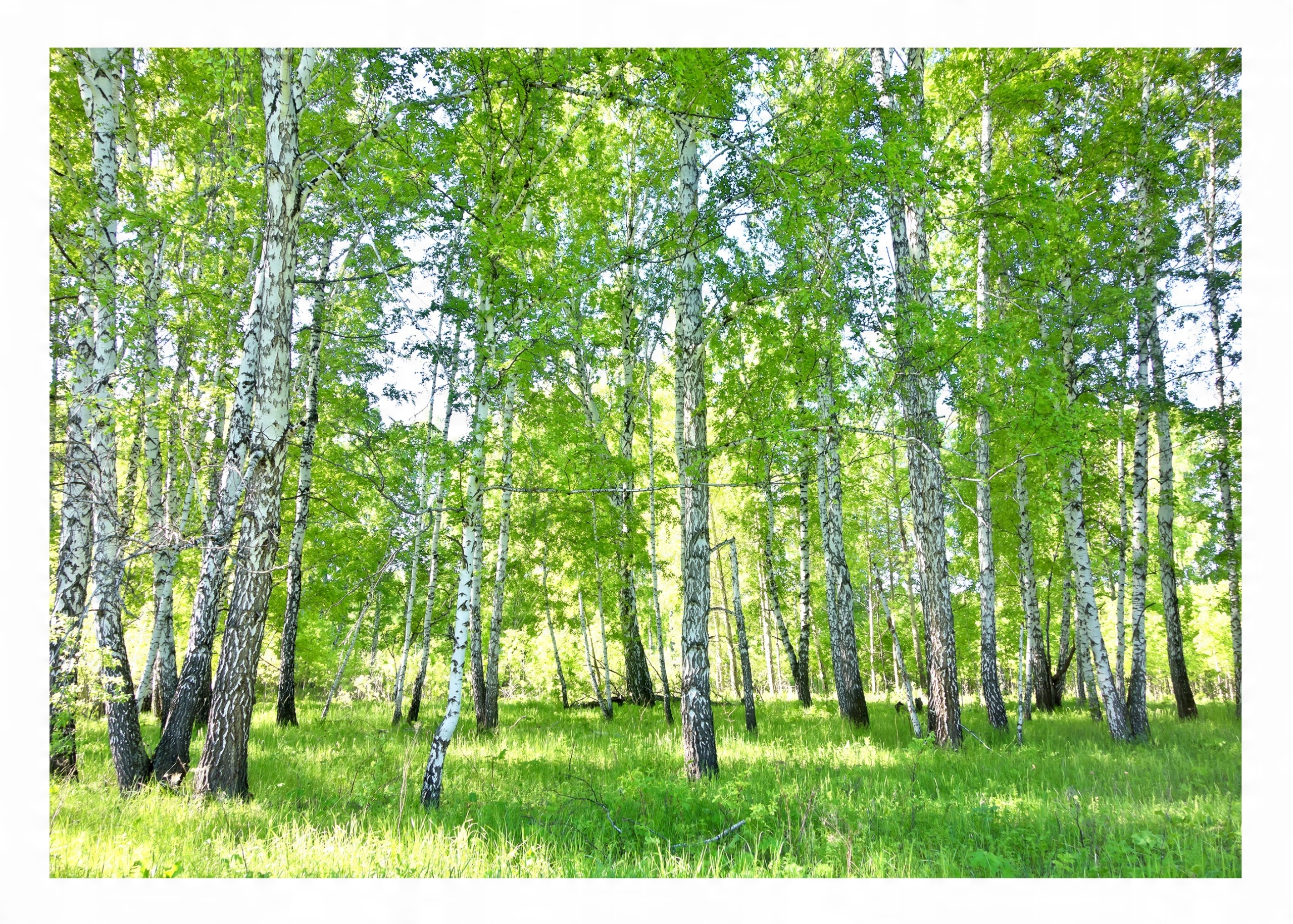 

Fototapeta Brzozy Drzewa Las 3D Natura 312x219