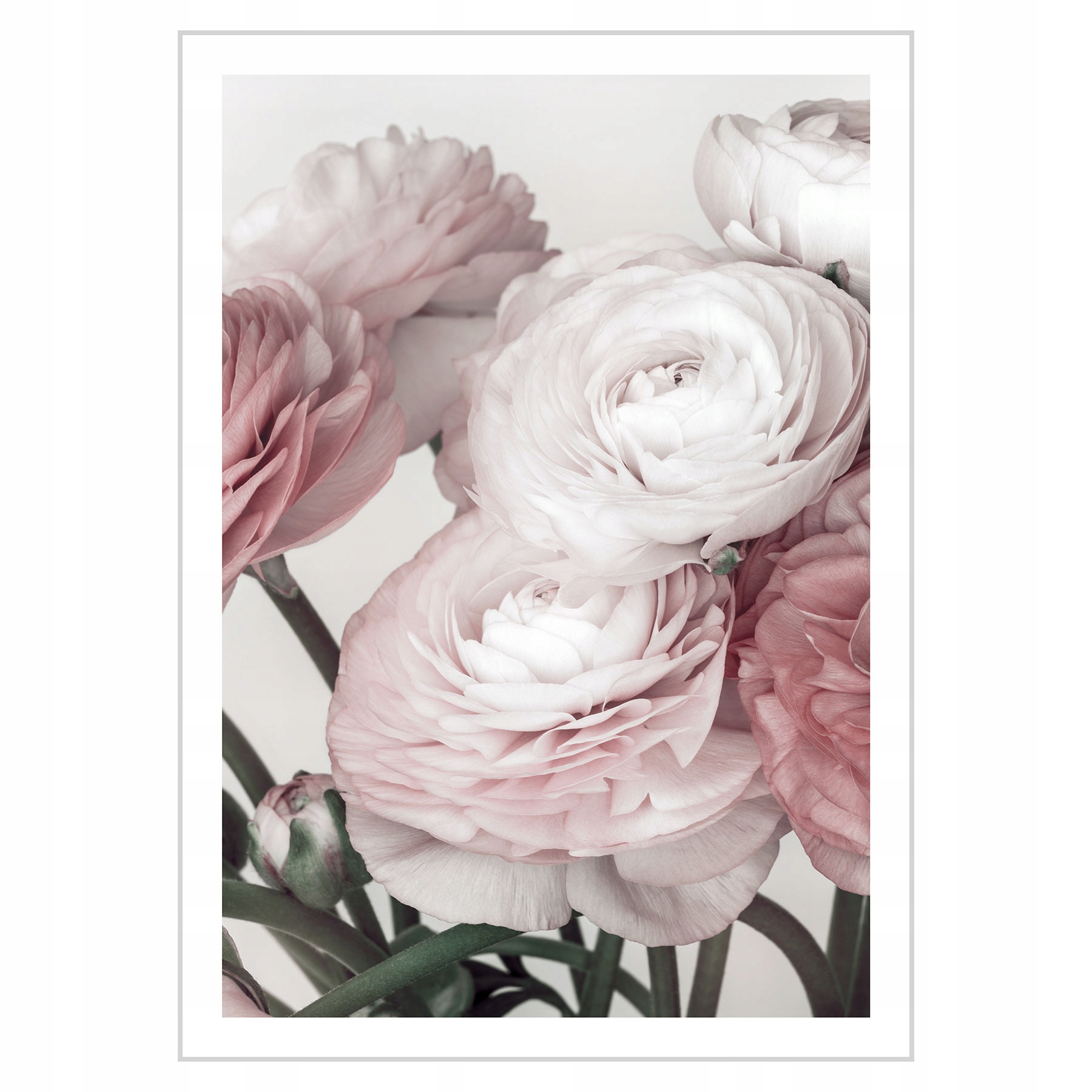 

Plakat 50x70 Jaskry azjatyckie różowe N01