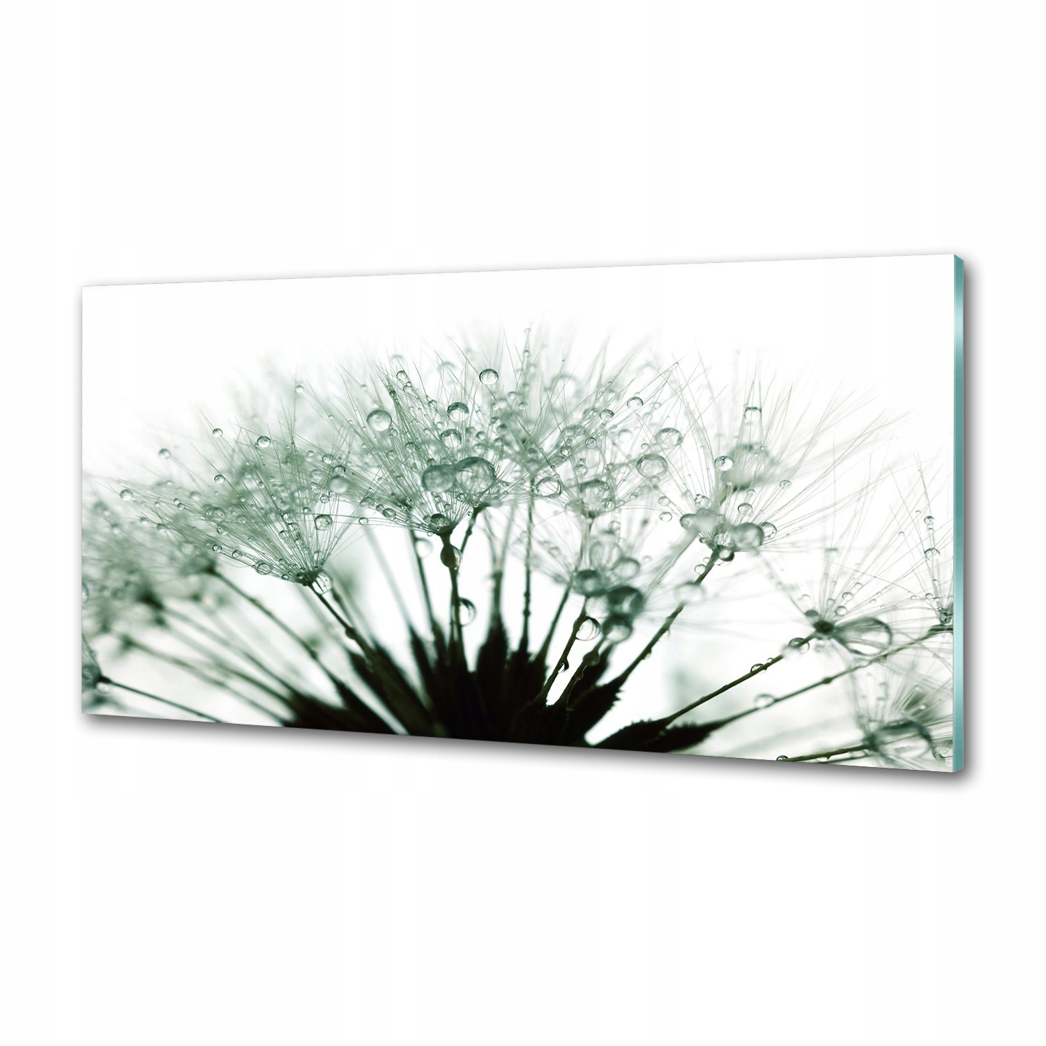 Panel do kuchyne Semená dúchadla 120 x 60 cm Lepidlo
