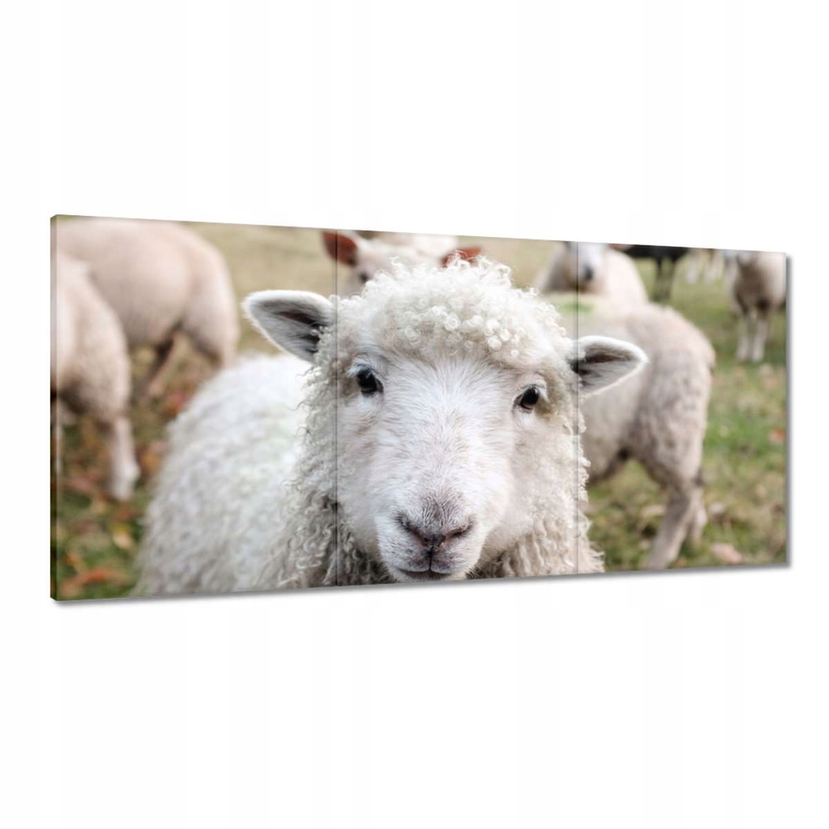 Obrazy 180x90 Pasenie oviec Ovce