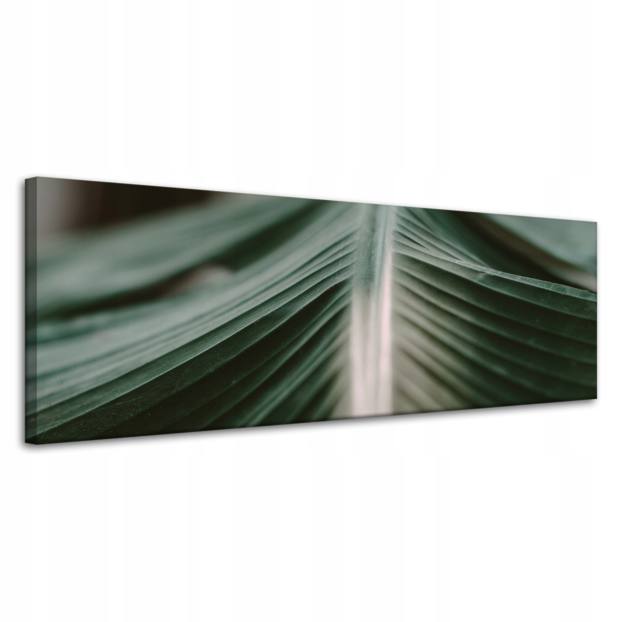 Obraz na plátně Příroda List Palmy 120x40