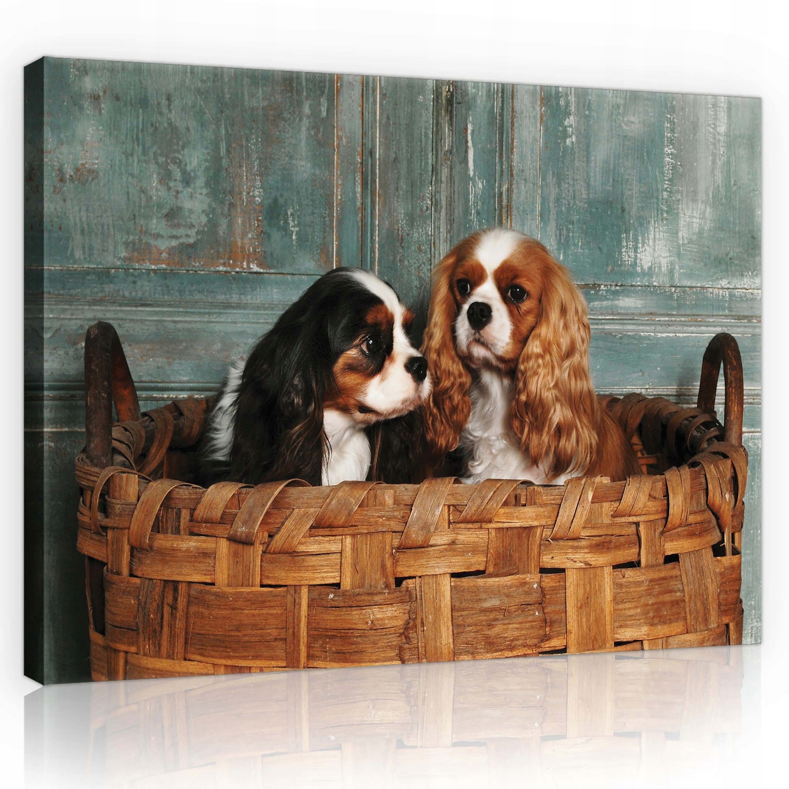 Obraz 80x60 Štěňata Cavalier King Charles Spaniel košík sladký portrét