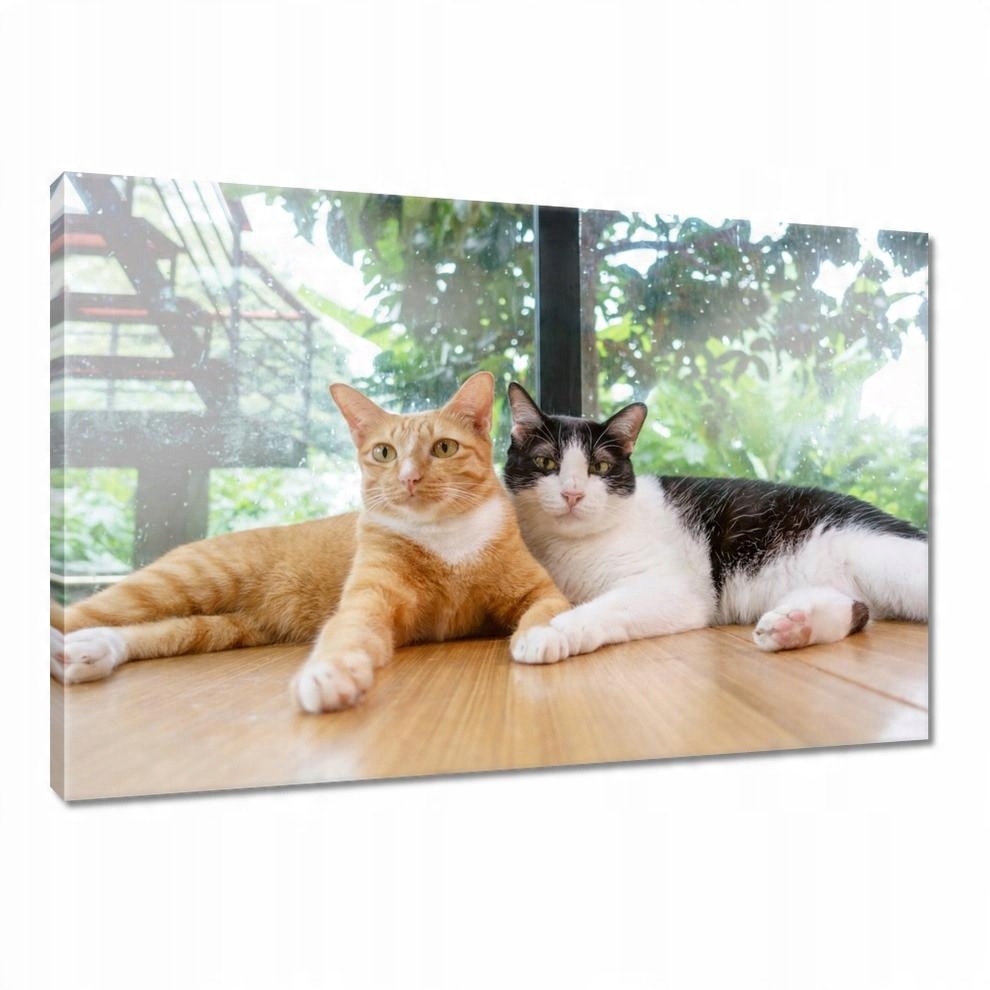 

Obrazy 90x60 Kot Kotek Koty Kicia