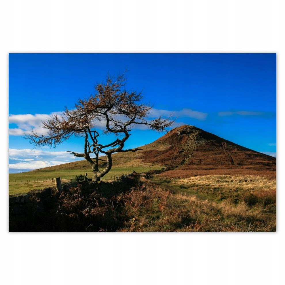 

Plakaty 60x40 Niezniszczalne drzewko