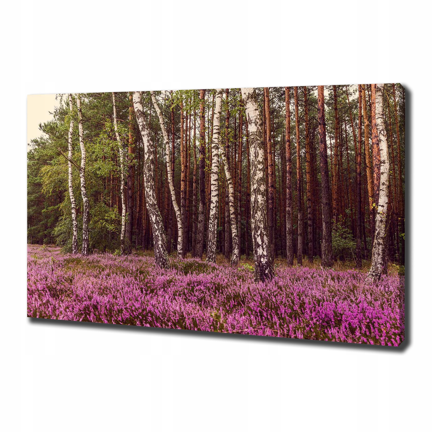 

Foto obraz canvas na ścianę Wrzosowisko 100x70 cm