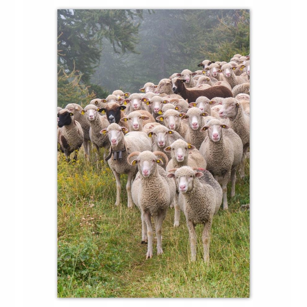 

Plakat 62x93 Wypas owiec Owieczki Owce