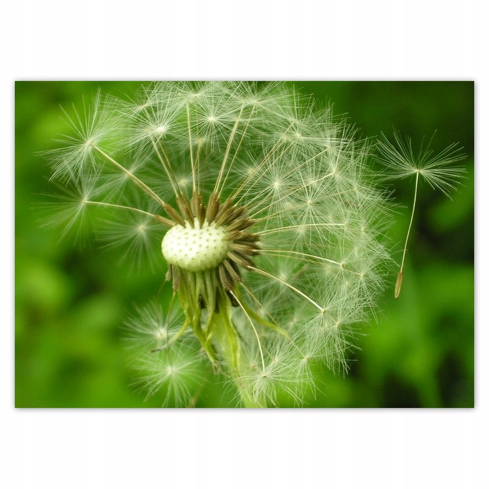 

Naklejki 70x50 Dmuchawiec Kwiat Kwiatki