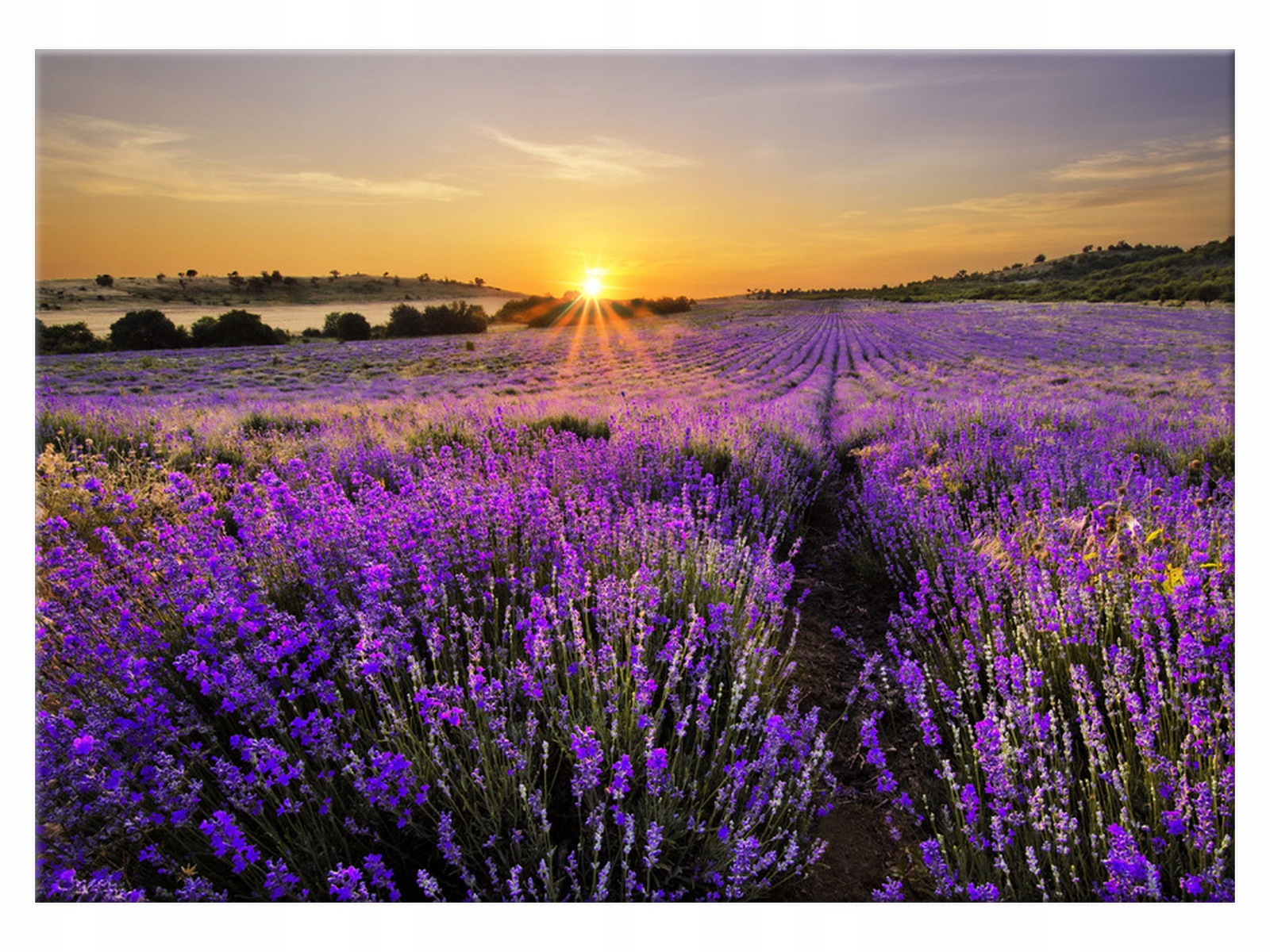 

Obraz Pole lawendy 70x50 Lawenda Nowoczesny