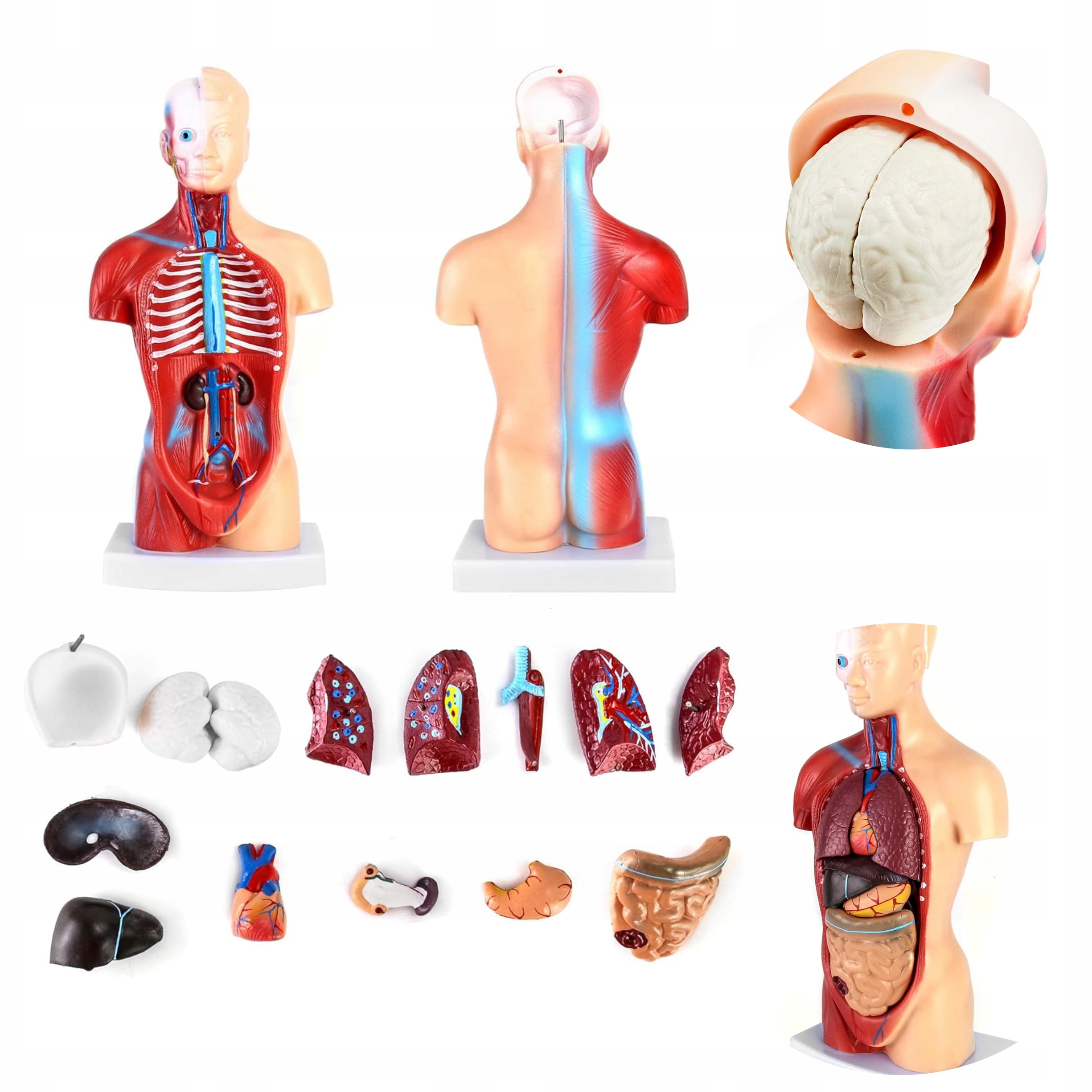 15-częściowy model anatomiczny człowieka Czaszka Mózg Narządy Wewnętrzne
