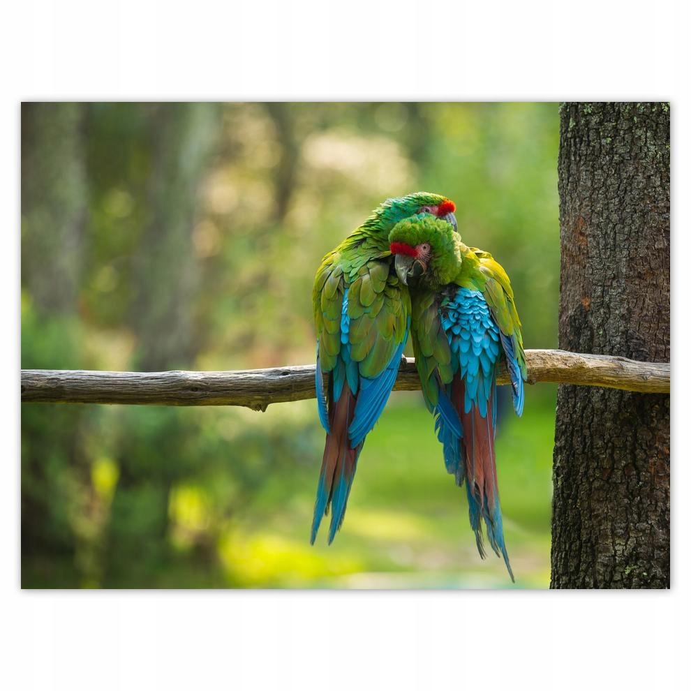 

Plakat 40x30 Papużki papugi Ptaki