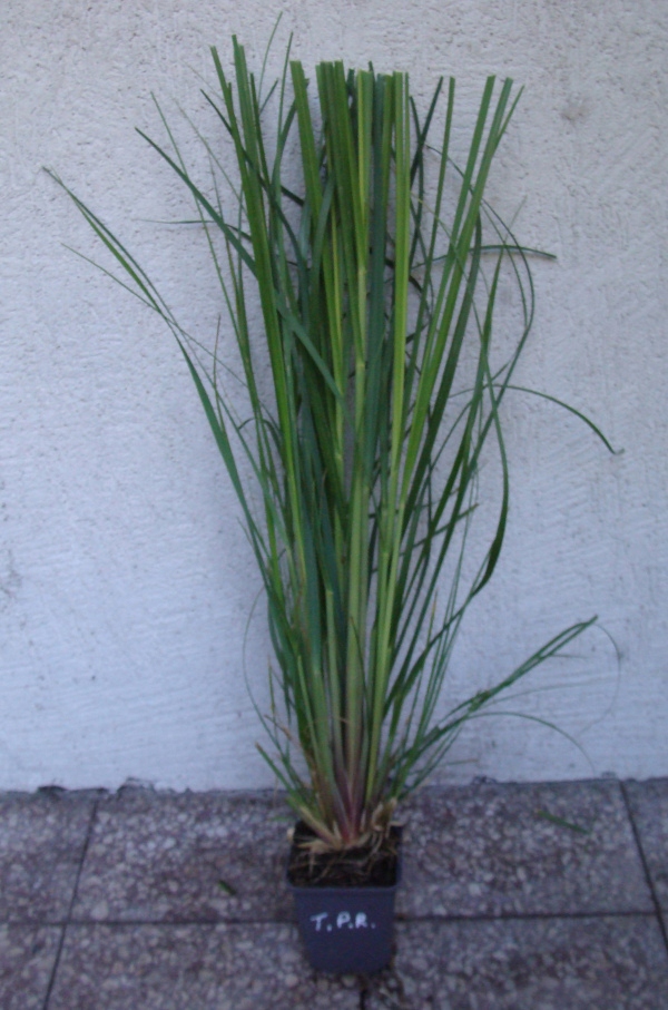 TRAWA PAMPASOWA RÓŻOWA Rosea - sadzonki w doniczkach Nazwa łacińska inna