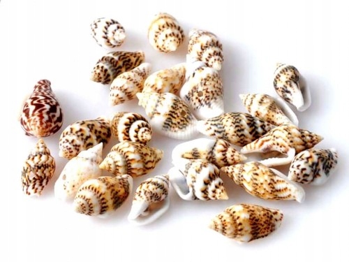 Muszelki małe Miniaturowe Naturalne Mini Trio 10G