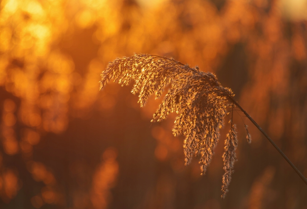 

Tapeta flizelinowa Trzcina Pomarańczowy - 104x70