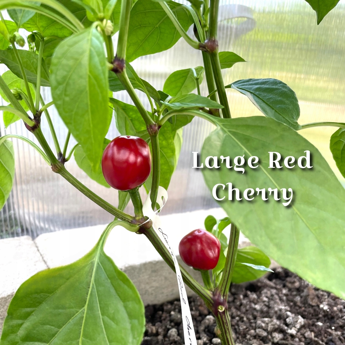 Papryka Large Red Cherry ostra