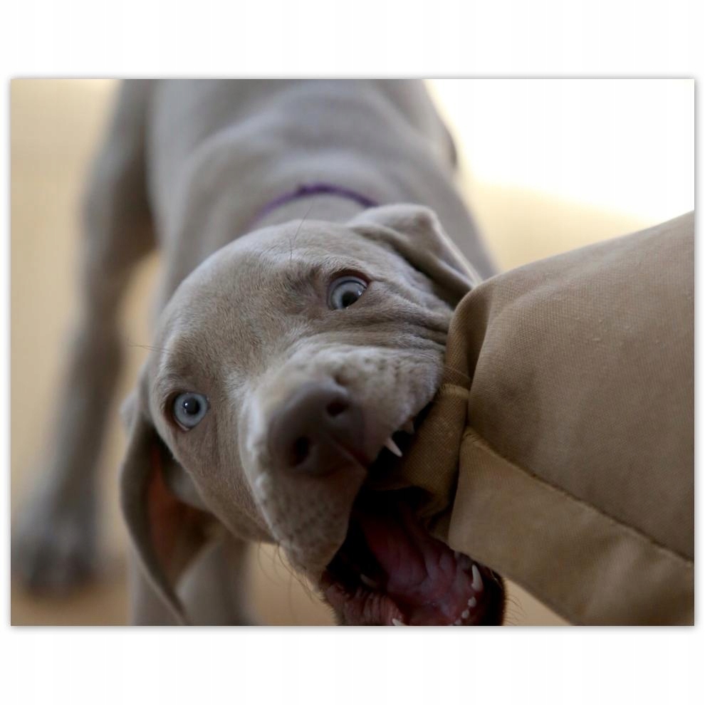 

Plakat 50x40 Pies Piesek Psiaki