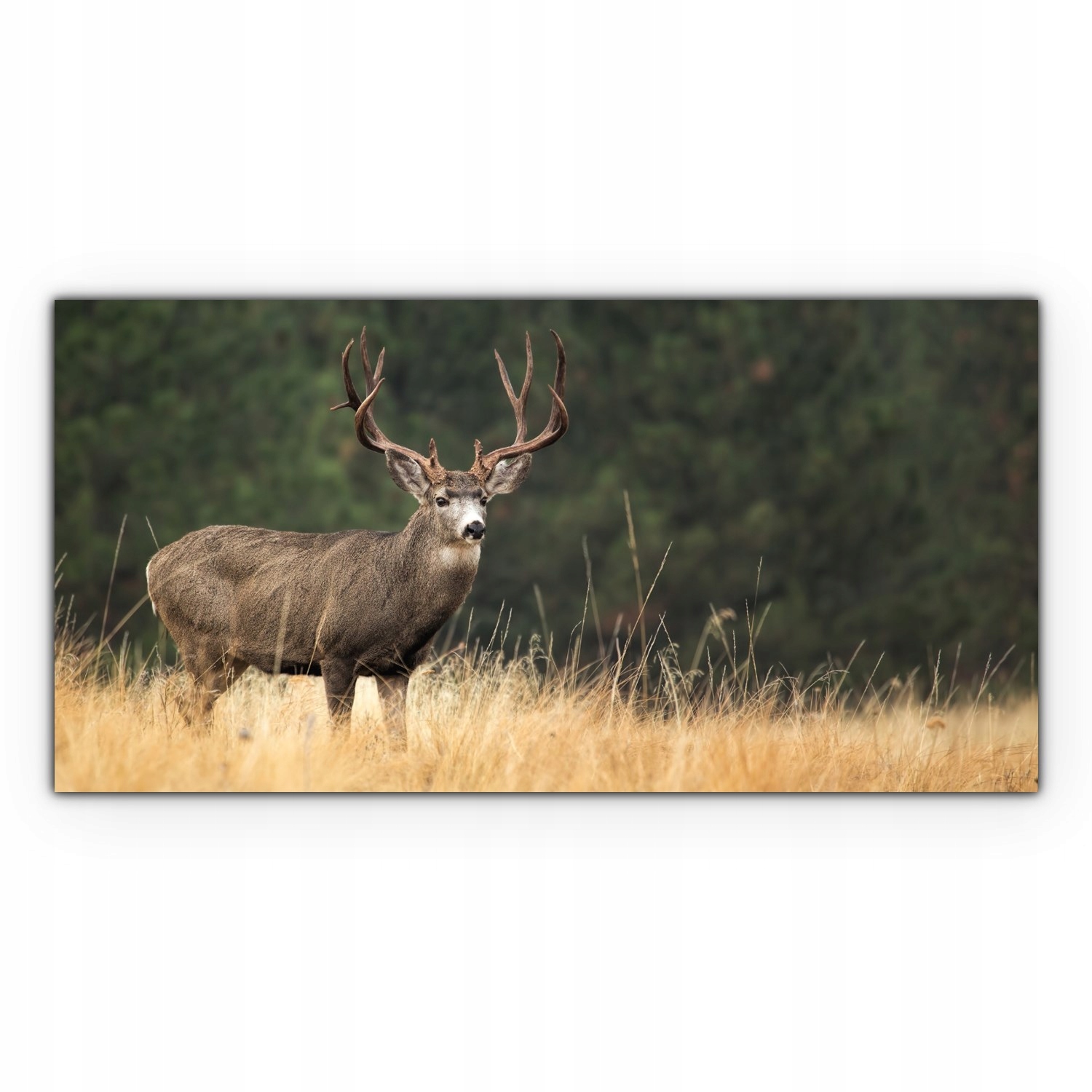 

Obraz canvas na ścianę 100x50 Jeleń Jesień Natura