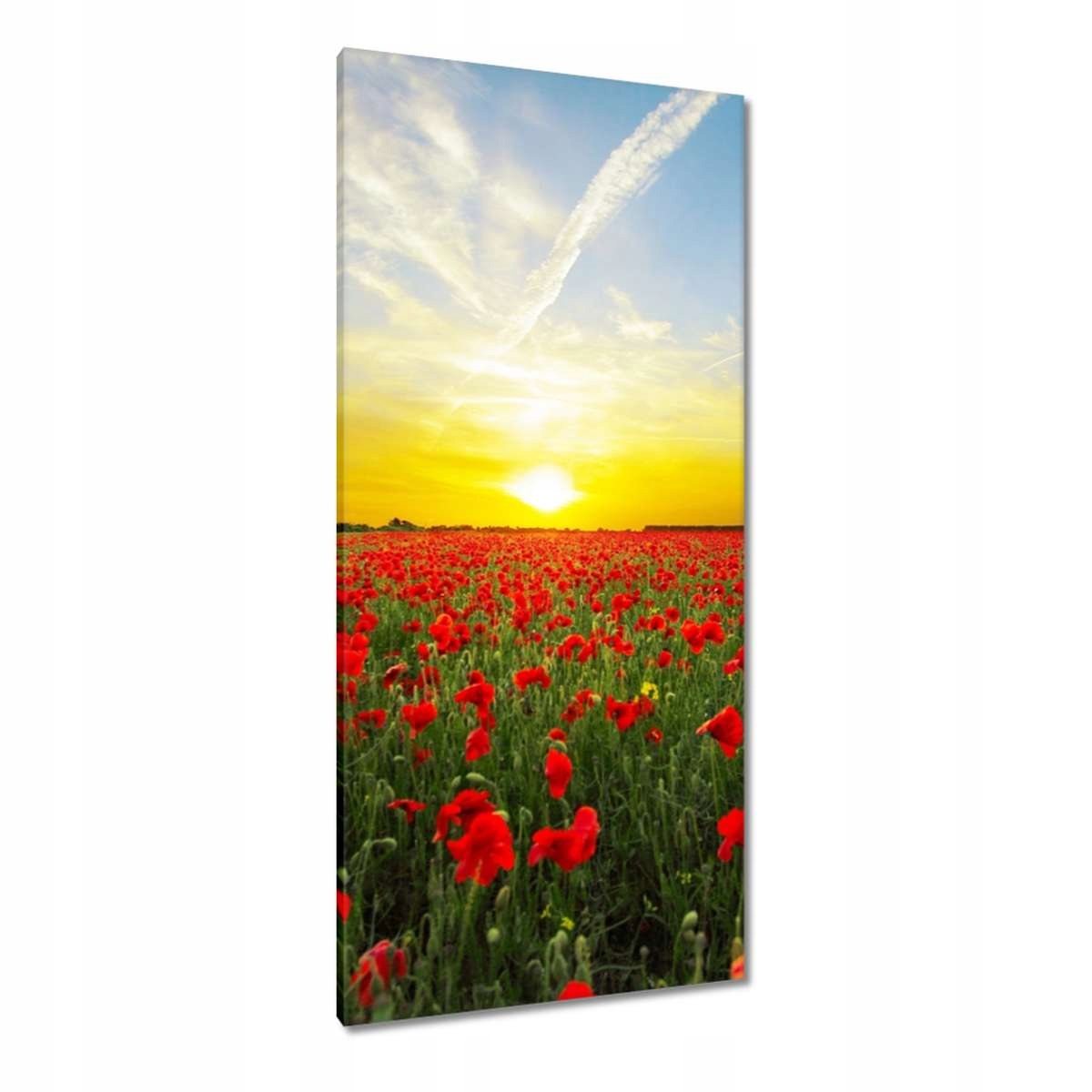 Obrazy 55x115 Pole máků se západem
