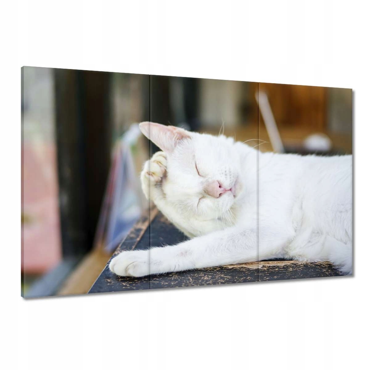 Obrazy 120x80 Kočka Kotě Kočky