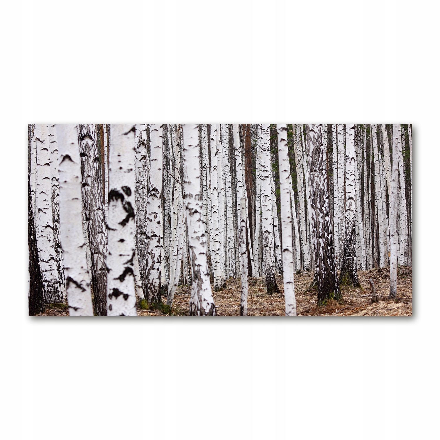 

Foto obraz duży akrylowy Brzoza zdjęcie 140x70 cm