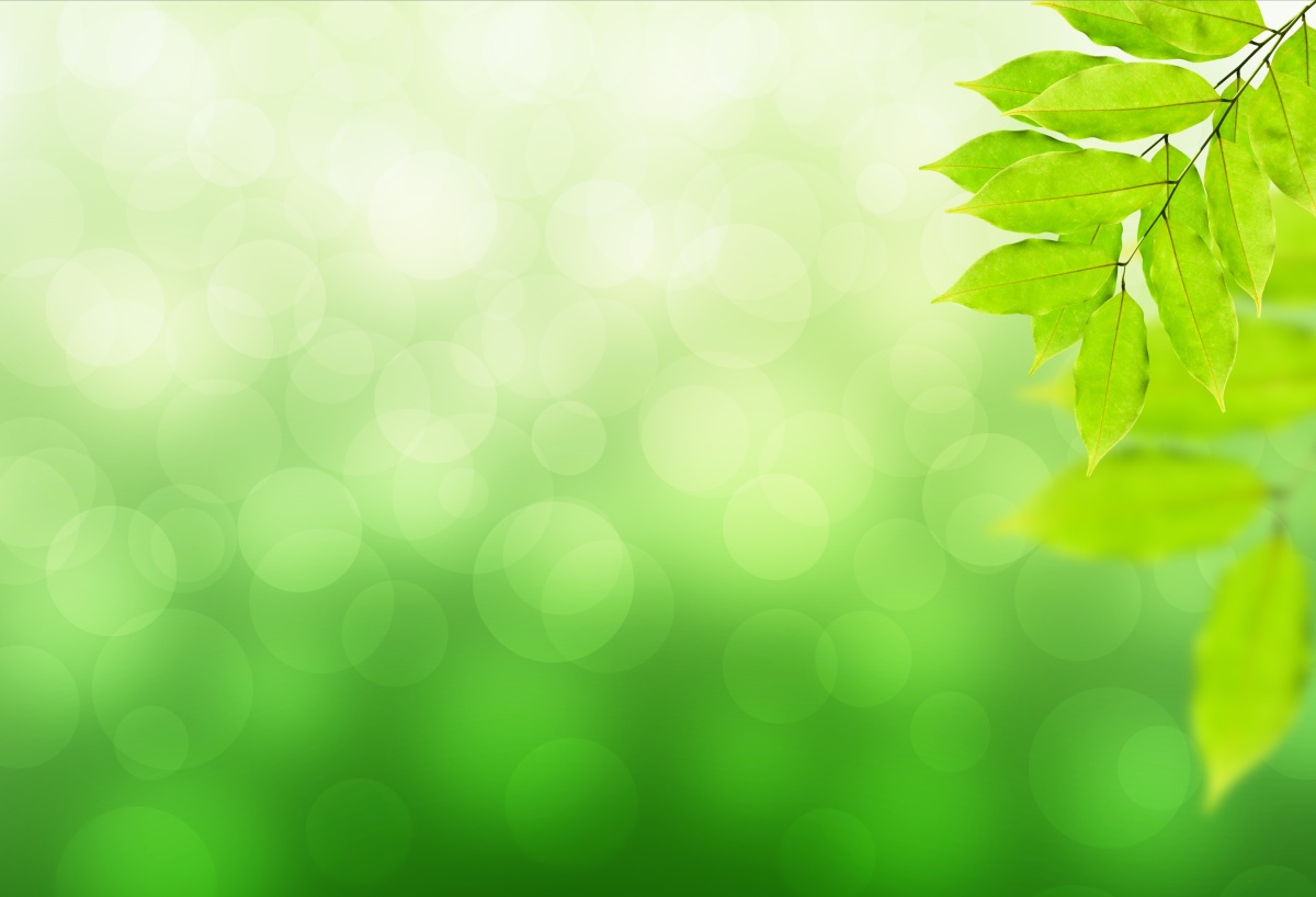 

Tapeta flizelinowa Gałąź Zielony - 104x70