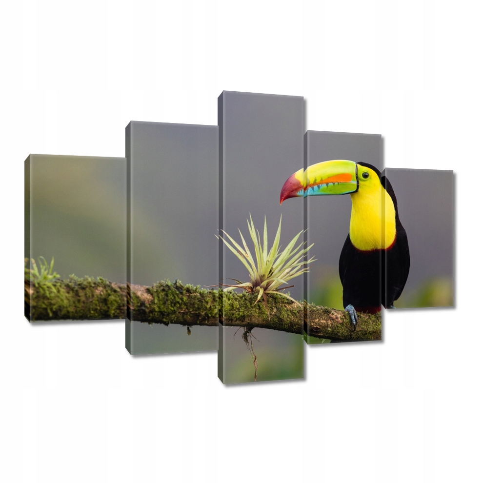 

Obrazy 150x105 Ptaki Ptaszki Ptactwo