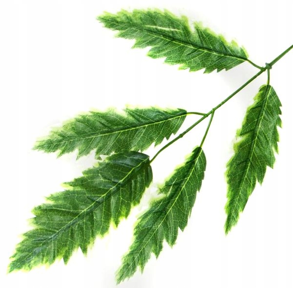 Liść MELIA Gałązka GREEN LIŚCIE