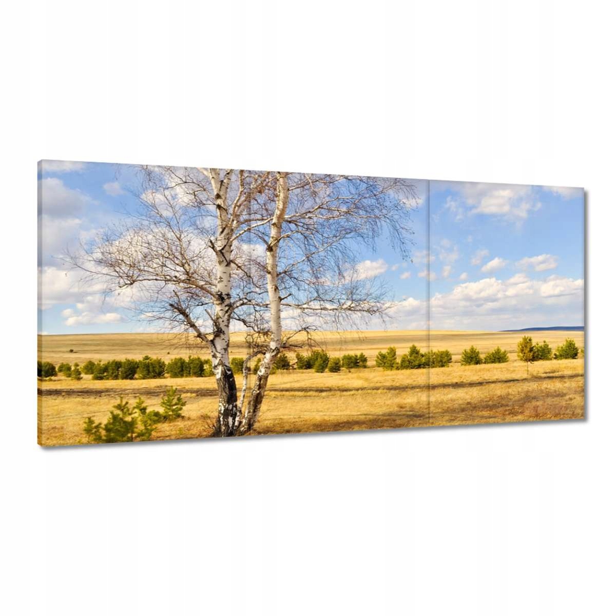 Obrazy 180x90 Breza na poli Krajina